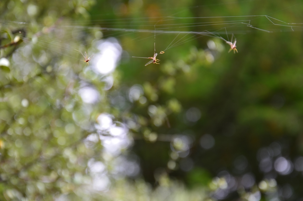 2017-03 New Zealand/Blue Spring/DSC_0029.JPG